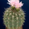 Gymnocalycium_achirasense_2